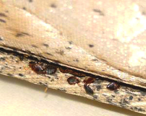 INFESTACIÓN