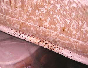 INFESTACIÓN